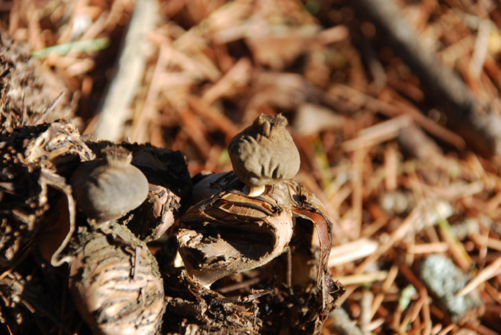 Geastrum fornicatum